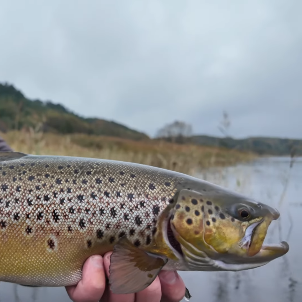 Havørredfiskeri Mariager Fjord
