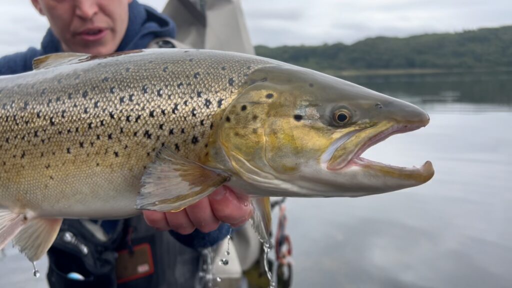 Havørred Mariager fjord