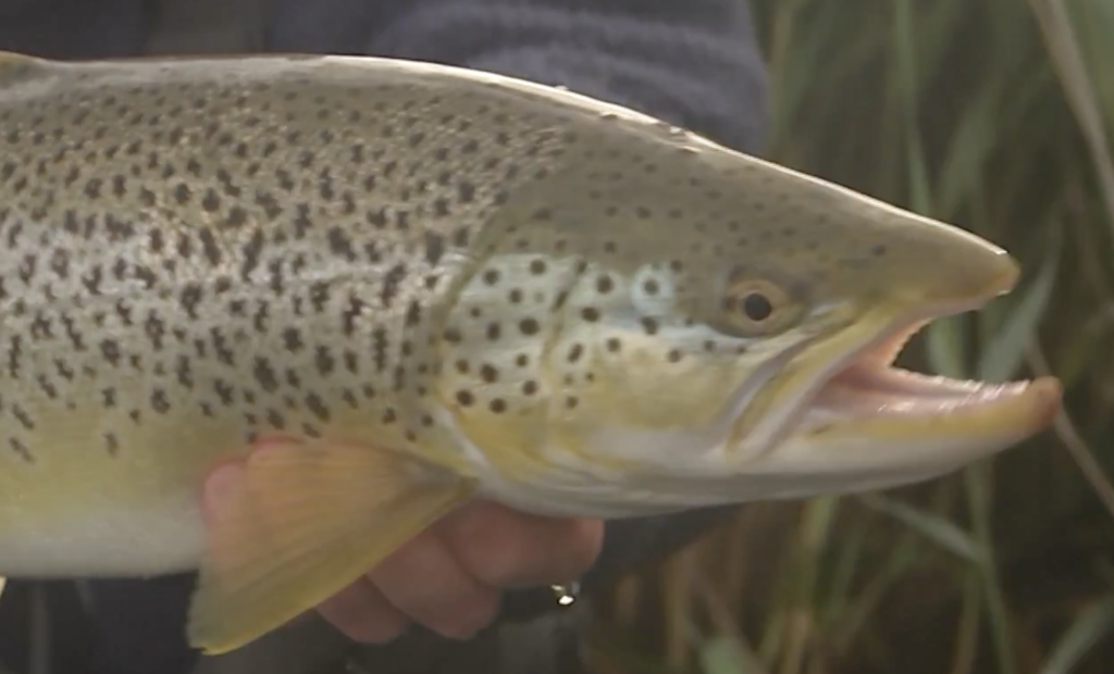 Fiskeri i Mariager fjord
